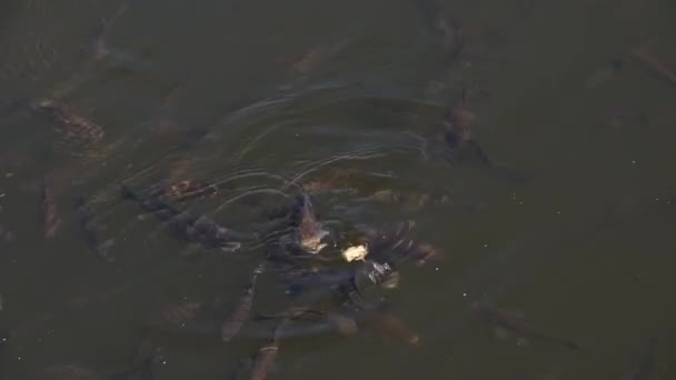 Peixes de carpa alimentados em lagoa de água doce — Vídeo de Stock