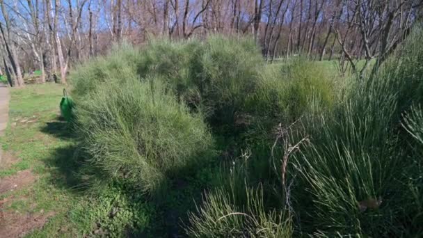 Cespugli e alberi nel parco all'inizio della primavera — Video Stock