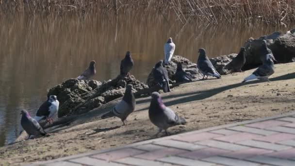 Rebanho de pombos na área do parque — Vídeo de Stock