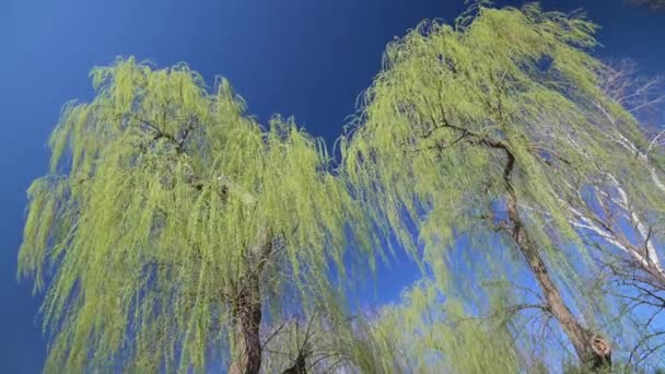 Grüne Weiden mit kleinen frischen Blättern zur Frühlingszeit — Stockvideo