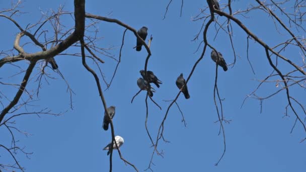 Manada de palomas sentadas en las ramas del árbol — Vídeo de stock