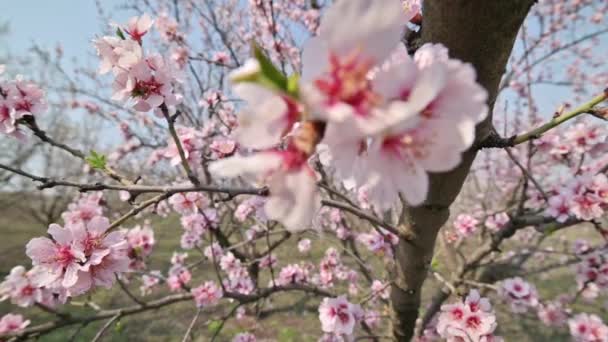 Slow motion close-up van bloeiende amandelboom roze bloemen bij sterke wind tijdens de lente in Moldavië — Stockvideo