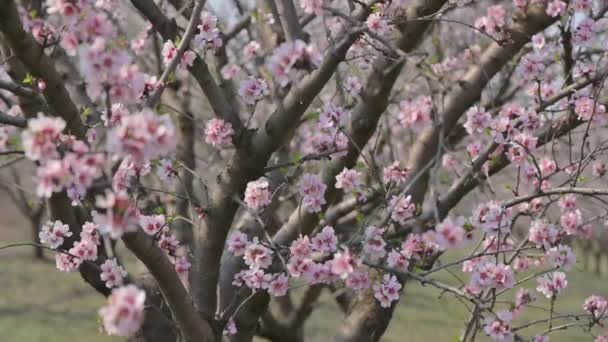 Primer plano en cámara lenta de flores rosadas de almendro florecientes al viento fuerte durante la primavera en Moldavia — Vídeos de Stock