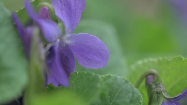 地上での早春の紫色の花、トラックカメラの動き — ストック動画