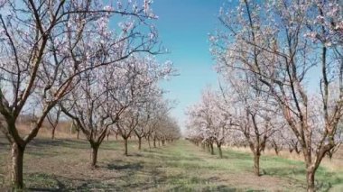Moldova 'da bahar zamanı güçlü rüzgarda çiçek açmış Badem ağaçlarının arasından