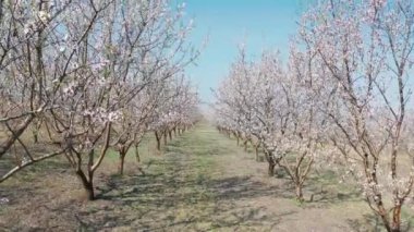 Moldova 'da bahar zamanı güçlü rüzgarda çiçek açmış Badem ağaçlarının arasından