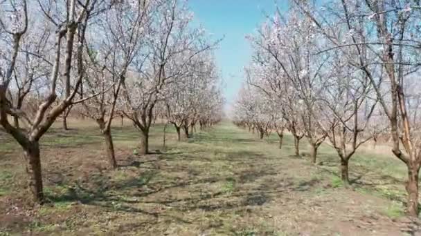 Genom gränden av blommande mandelträd med rosa blommor vid stark vind under våren i Moldavien — Stockvideo