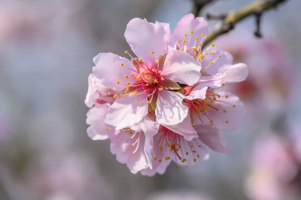 Macro closeup of blooming almond tree pink flowers during springtime — Stock Photo, Image