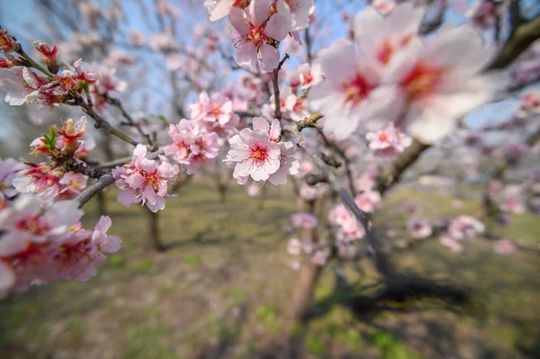 봄철에 꽃피는 아몬드 나무의 분홍빛 꽃들을 간단하게 클로즈업하는 모습 — 스톡 사진