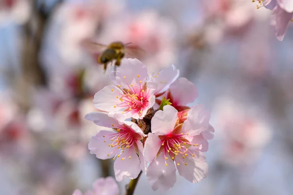 Macro closeup of blooming almond tree pink flowers with flying bee — Stock Photo, Image
