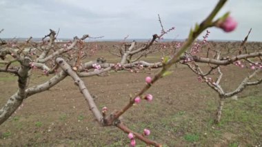 Moldova 'da ilkbahar aylarında bahçede açan pembe şeftali çiçeklerine yakın.