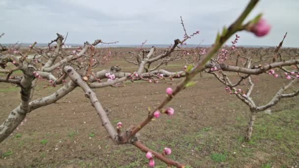 Moldova 'da ilkbahar aylarında bahçede açan pembe şeftali çiçeklerine yakın. — Stok video