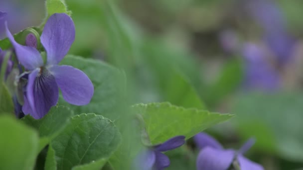 Early spring violet flowers at ground, track camera movement — Stock Video