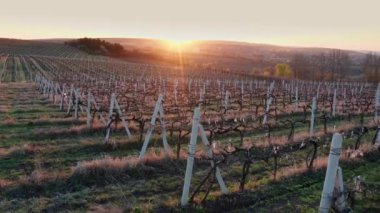 Bahar sabahının erken saatlerinde üzüm bağı sıralarının yanında havadan uçuş.