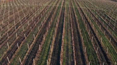 Bahar sabahının erken saatlerinde, üzüm bağları üzerinde hava aracı görüntüsü.