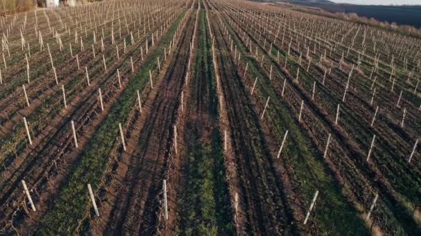 Ascensión aérea sobre las hileras de viñedos a principios de primavera al atardecer — Vídeo de stock