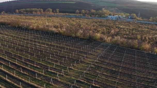 Flyg med flyg bredvid vingårdsraderna tidigt på våren vid solnedgången — Stockvideo