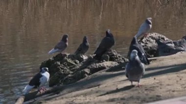Park alanında bir grup güvercin