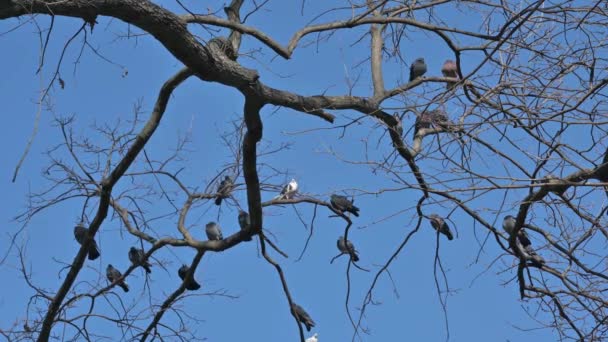 Hejno holubů sedících na větvích stromů — Stock video