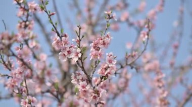 Moldova 'da bahar mevsiminde şiddetli rüzgârda çiçek açan badem ağacı pembe çiçeklerinin yavaş çekim görüntüleri
