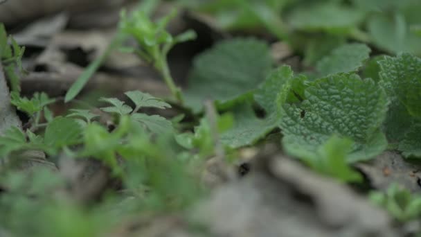 Folhas verdes frescas e grama na parte inferior da floresta da primavera, tiro macro — Vídeo de Stock