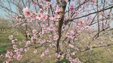 Moldova 'da bahar mevsiminde güçlü rüzgarda çiçek açmış badem ağaçları.