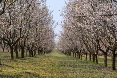 Bahar zamanı çiçek açan badem ağaçları ve pembe çiçekler.