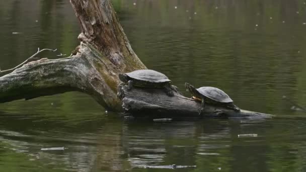 Deslizadores de estanque también conocidos como tortugas terrestres de orejas rojas - Trachemys scripta elegans — Vídeo de stock