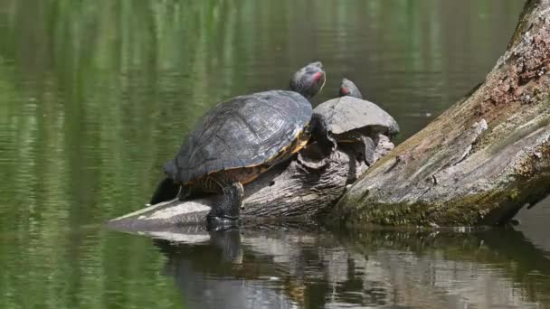 池スライダーAKA Red Eear Terrapin Turtles - Trachemys scripta elegans — ストック動画