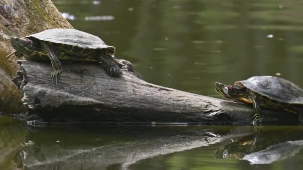 Controles deslizantes de lagoa AKA Red Eared Terrapin Turtles - Trachemys scripta elegans — Vídeo de Stock