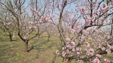 Moldova 'da bahar mevsiminde güçlü rüzgarda çiçek açmış badem ağaçları.