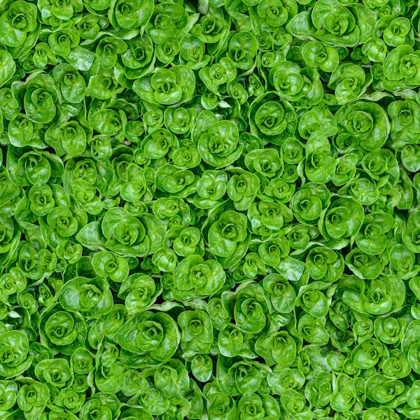 Seamless water plants texture material — Stock Photo, Image