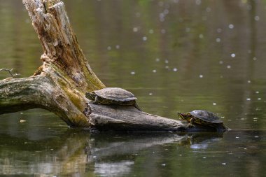 Kızıl Kulaklı Terrapin Kaplumbağaları namı diğer Göl Kaydırağı Trachemys 'in Senaryo Zarifleri