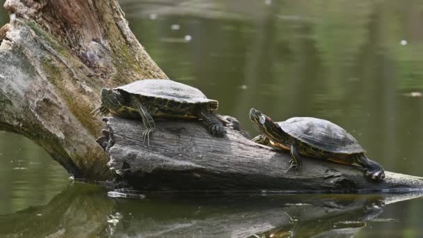 Tó csúszkák AKA vörös fülű Terrapin teknősök - Trachemys scripta elegans — Stock videók