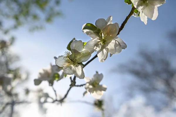봄철 에사 과 나무에서 피어 오르는 하얀 꽃들을 꽃봉오리처럼 코로 감싼다 — 스톡 사진