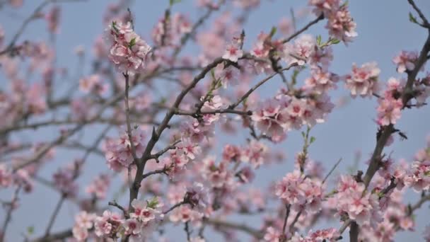 Primer plano en cámara lenta de flores rosadas de almendro florecientes al viento fuerte durante la primavera en Moldavia — Vídeos de Stock