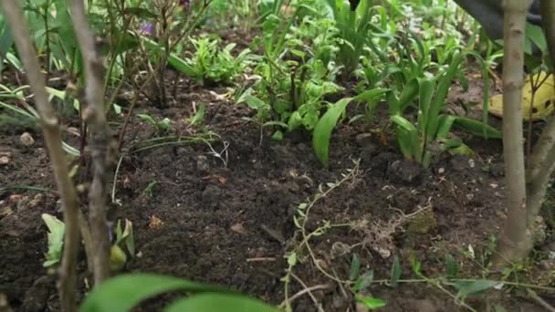 Mãos de jardineiro feminino plantando flores florescendo no solo no canteiro de flores — Vídeo de Stock