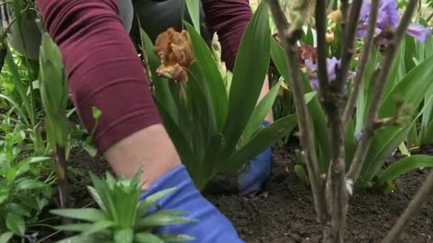 Gärtnerin pflanzt blühende Blumen in die Erde auf dem Beet — Stockvideo