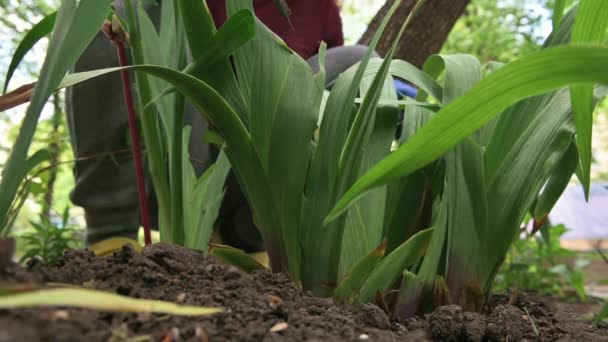 Kvinnliga trädgårdsmästare händer gör växtvård på rabatten — Stockvideo