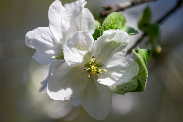 봄철 에사 과 나무에서 피어 오르는 하얀 꽃들을 꽃봉오리처럼 코로 감싼다 — 스톡 사진
