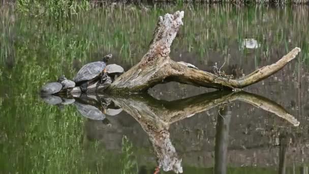 Deslizadores de estanque también conocidos como tortugas terrestres de orejas rojas - Trachemys scripta elegans — Vídeos de Stock