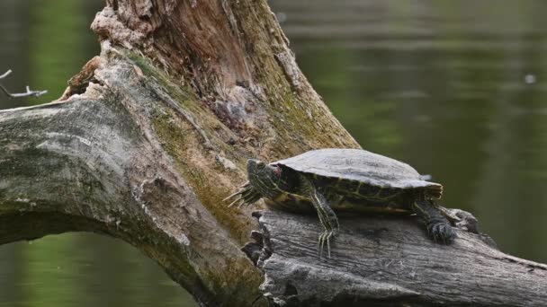 Controles deslizantes de lagoa AKA Red Eared Terrapin Turtles - Trachemys scripta elegans — Vídeo de Stock