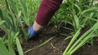 Kadın bahçıvan elleri çiçek açan çiçekleri çiçek tarlasına dikiyor.