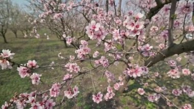 Moldova 'da bahar mevsiminde şiddetli rüzgârda çiçek açan badem ağacı pembe çiçeklerinin yavaş çekim görüntüleri