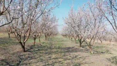Moldova 'da bahar zamanı güçlü rüzgarda çiçek açmış Badem ağaçlarının arasından