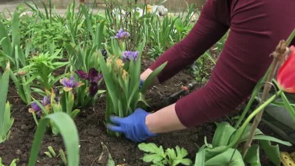 Kvinnliga trädgårdsmästare händer plantera blommande blommor i jord på rabatten — Stockvideo