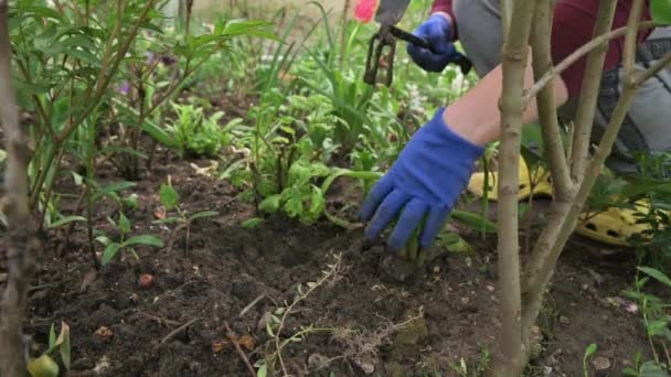 Vrouwelijke tuinman handen doen plantenverzorging op bloembed — Stockvideo