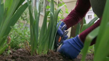 Kadın bahçıvan elleri çiçek tarlasında bitki bakımı yapıyor.