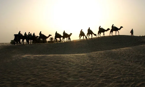 在土拨鼠沙漠的日出时分与骆驼同行 — 图库照片