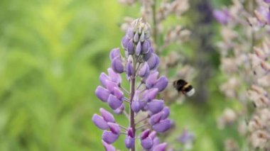 Lupin ve arı nektarı içmek